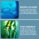 COLLAGEN Capsules - Bone Integrity - With Calcium Magnesium D-3 & K-2 - Nagtataguyod ng Collagen Production, Bone Growth at Calcium Absorption - Antioxidant. 