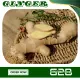 100 Grams Fresh Ginger Luya Laya from Benguet. 