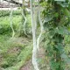 Chinese Snake Gourd Seeds Rare Organic Vegetable Seeds Python Snake Bean Seeds for Garden. 