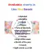 Laminated Chart Vowels, Educational chart for kids (size 8.5 x 11 inches)| Learning Material. 