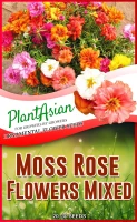 Vietnam Rose Plant Shop Vietnam Rose Plant With Great Discounts And Prices Online Lazada Philippines