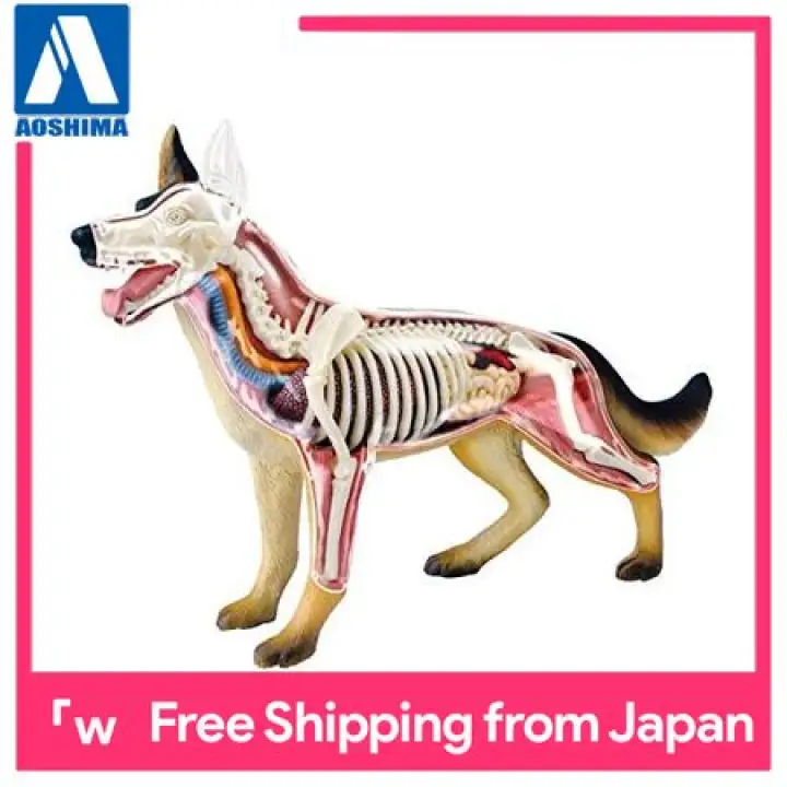Aoshima Bunka Kyozai Skynet Three Dimensional Puzzle 4d Vision Animal Dissection No 18 Dog Anatomy Model Lazada Singapore