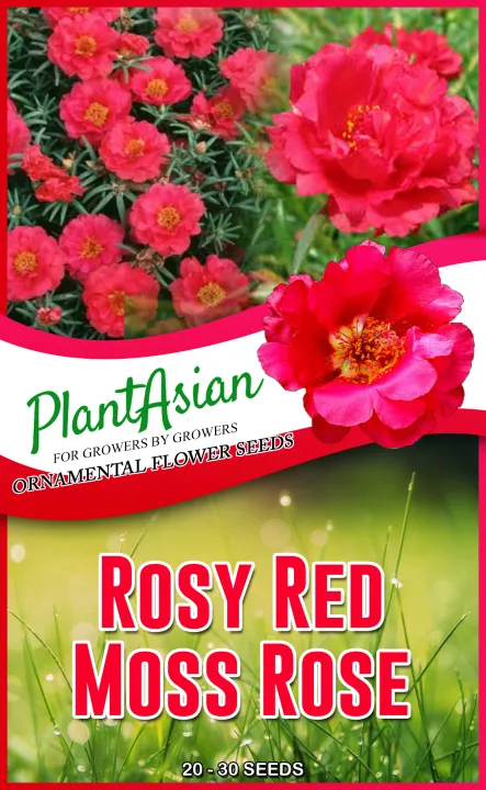 Rosy Red Moss Rose Or Vietnam Rose Flowers Seeds Lazada Ph Rosy Red Moss Rose Or Vietnam Rose Flowers Seeds Lazada Ph