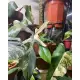 1ft Stackable - Sphagnum Moss Poles by Curated Plants. 