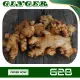 100 Grams Fresh Ginger Luya Laya from Benguet. 