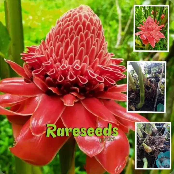 Red Torch Ginger Shoots Lazada Ph Red Torch Ginger Shoots Lazada Ph
