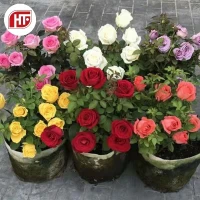 Vietnam Rose Plant Shop Vietnam Rose Plant With Great Discounts And Prices Online Lazada Philippines
