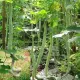 Chinese Snake Gourd Seeds Rare Organic Vegetable Seeds Python Snake Bean Seeds for Garden. 