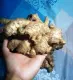 Native Luya 100% Ilocos Native Ginger  Pampasarap na sa Pagkain, Pangtulong sa Kalusugan Pa!. 