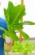 25pcs 8oz Styro Cups with neck - (NO HOLES/SLIT) for Hydroponics. 