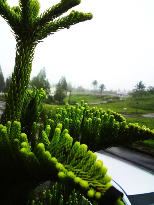 Tagaytay Pine Tree Araucaria Live Plant Lazada Ph