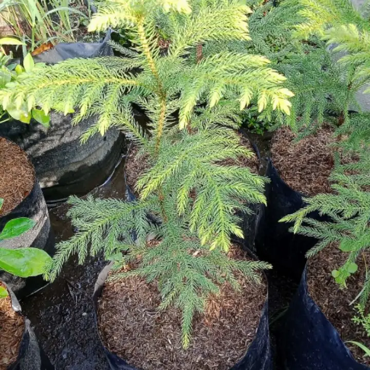 Pine Tree Norfolk Island Indoor Plant Lazada Ph