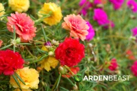 Vietnam Rose Plant Shop Vietnam Rose Plant With Great Discounts And Prices Online Lazada Philippines