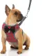 Adjustable Breathable Dog Leash And Vest Collar Harness With Bow Tie (SMALL). 