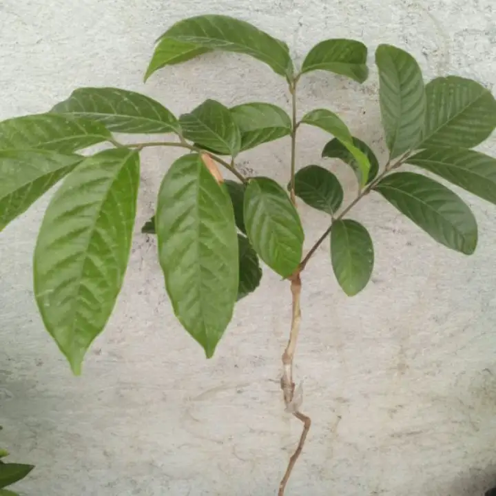 Grafted Lansones Longkong Variety Lazada Ph