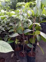 Seedless Lanzones Seedling Longkong Variety Lazada Ph