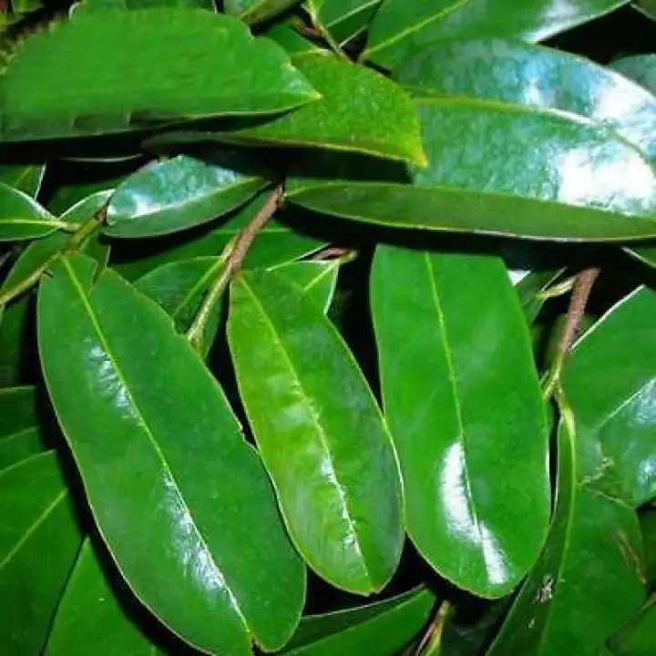 Guyabano Leaves Soursop Leaves Fresh Harvest Lazada Ph