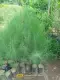 agoho pine tree seedlings. 