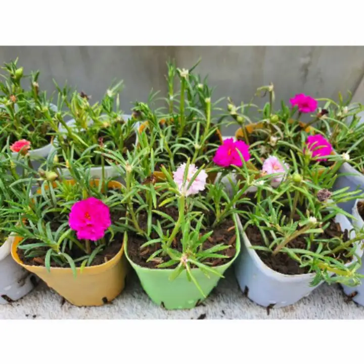 Portulaca Moss Vietnam Rose Random Colors On Random Color Pot Lazada Ph Portulaca Moss Vietnam Rose Random Colors On Random Color Pot Lazada Ph