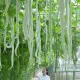 Chinese Snake Gourd Seeds Rare Organic Vegetable Seeds Python Snake Bean Seeds for Garden. 