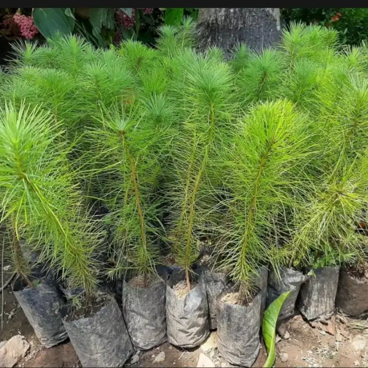 Pine Tree Small Seedling Lazada Ph