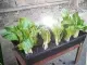BIG rectangular plant tray (24x12x3 inches) Seedling Tray P109 only!. 