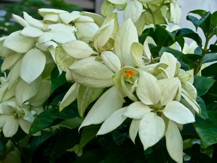 (LUZON CUSTOMERS ONLY) Donya Aurora Rare Live Plant with Roots and Soil