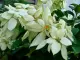 (LUZON CUSTOMERS ONLY) Donya Aurora Rare Live Plant with Roots and Soil. 
