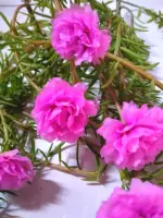 Vietnam Rose Plant Shop Vietnam Rose Plant With Great Discounts And Prices Online Lazada Philippines