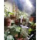 1ft Stackable - Sphagnum Moss Poles by Curated Plants. 