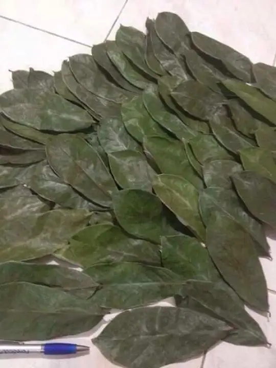 Guyabano Leaves Dried Premium Quality Lazada Ph