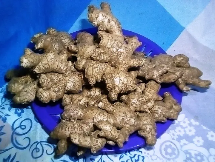 Native Luya 100% Ilocos Native Ginger  Pampasarap na sa Pagkain, Pangtulong sa Kalusugan Pa!