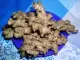 Native Luya 100% Ilocos Native Ginger  Pampasarap na sa Pagkain, Pangtulong sa Kalusugan Pa!. 