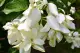 (LUZON CUSTOMERS ONLY) Donya Aurora Rare Live Plant with Roots and Soil. 