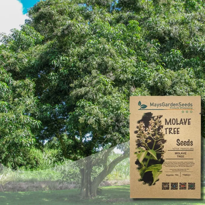 Molave Tree Seeds, Vitex Parviflora Seeds, Tree Seeds 50 seeds High Quality Variety Rare （Not a plant) Germination rate is  100% Buy one get one free [Fast Germination] [Fast Delivery]