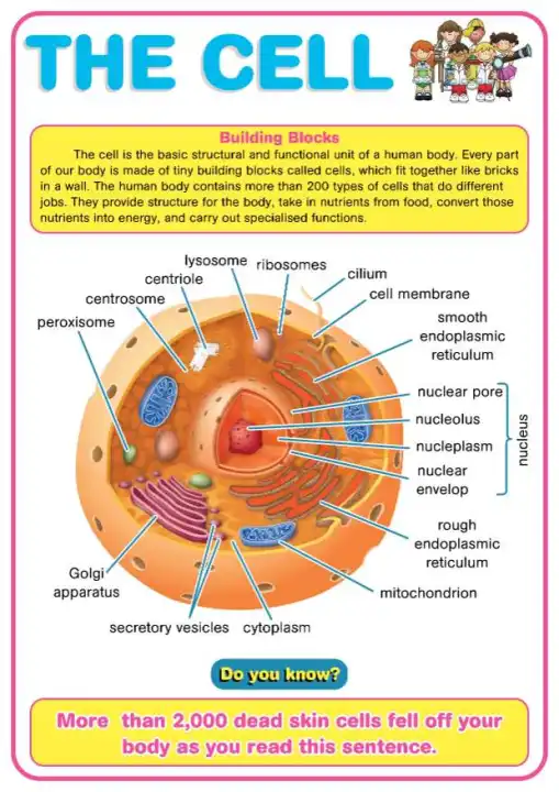 The Cell Educational Chart - A4 Size Poster - Waterproof print
