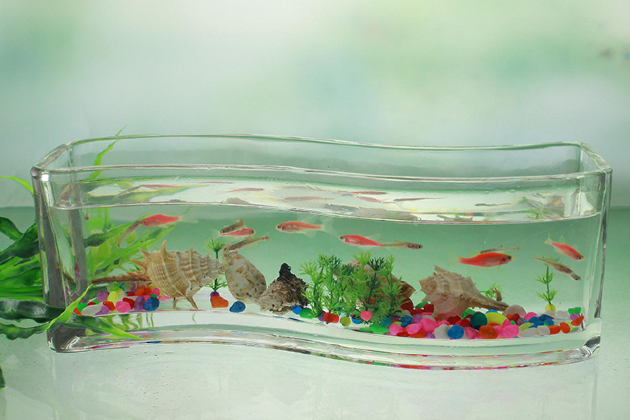 rectangular fish bowl