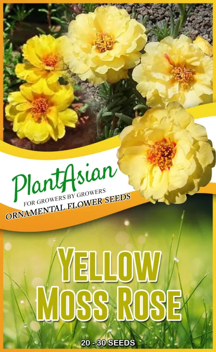 Yellow Moss Rose Or Vietnam Rose Flowers Seeds Lazada Ph Yellow Moss Rose Or Vietnam Rose Flowers Seeds Lazada Ph