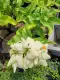 (LUZON CUSTOMERS ONLY) Donya Aurora Rare Live Plant with Roots and Soil. 