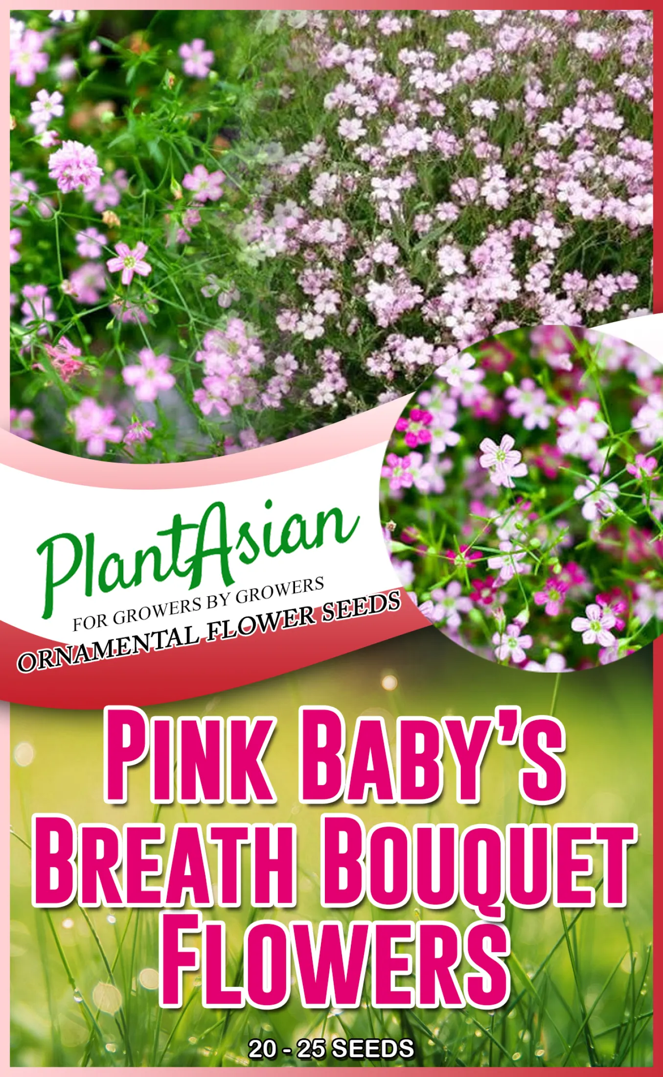 Pink Babys Breath Flower Seeds Lazada Ph