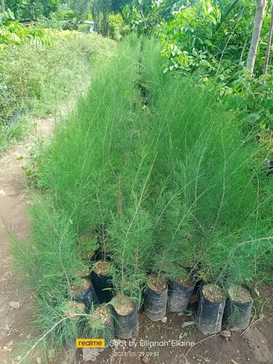 agoho pine tree seedlings