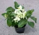 (LUZON CUSTOMERS ONLY) Donya Aurora Rare Live Plant with Roots and Soil. 