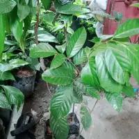 Seedless Lanzones Seedling Longkong Variety Lazada Ph