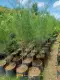 agoho pine tree seedlings. 