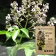 Molave Tree Seeds, Vitex Parviflora Seeds, Tree Seeds 50 seeds High Quality Variety Rare （Not a plant) Germination rate is  100% Buy one get one free [Fast Germination] [Fast Delivery]. 
