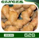 100 Grams Fresh Ginger Luya Laya from Benguet. 