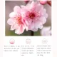 260ML Sakura Moisturizing and Whitening Lotion. 