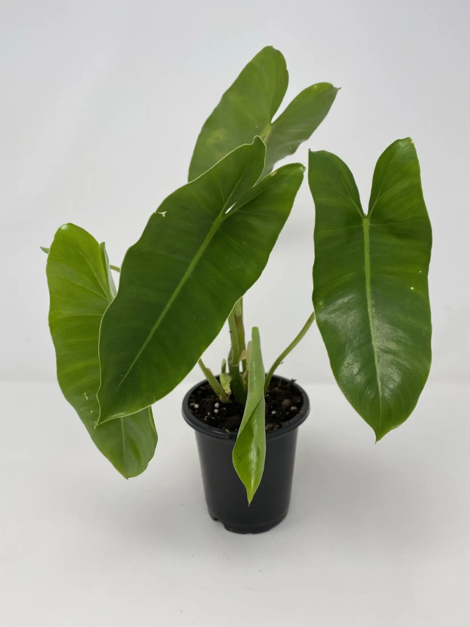 Philodendron Burle Marx Lazada Ph