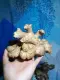Native Luya 100% Ilocos Native Ginger  Pampasarap na sa Pagkain, Pangtulong sa Kalusugan Pa!. 