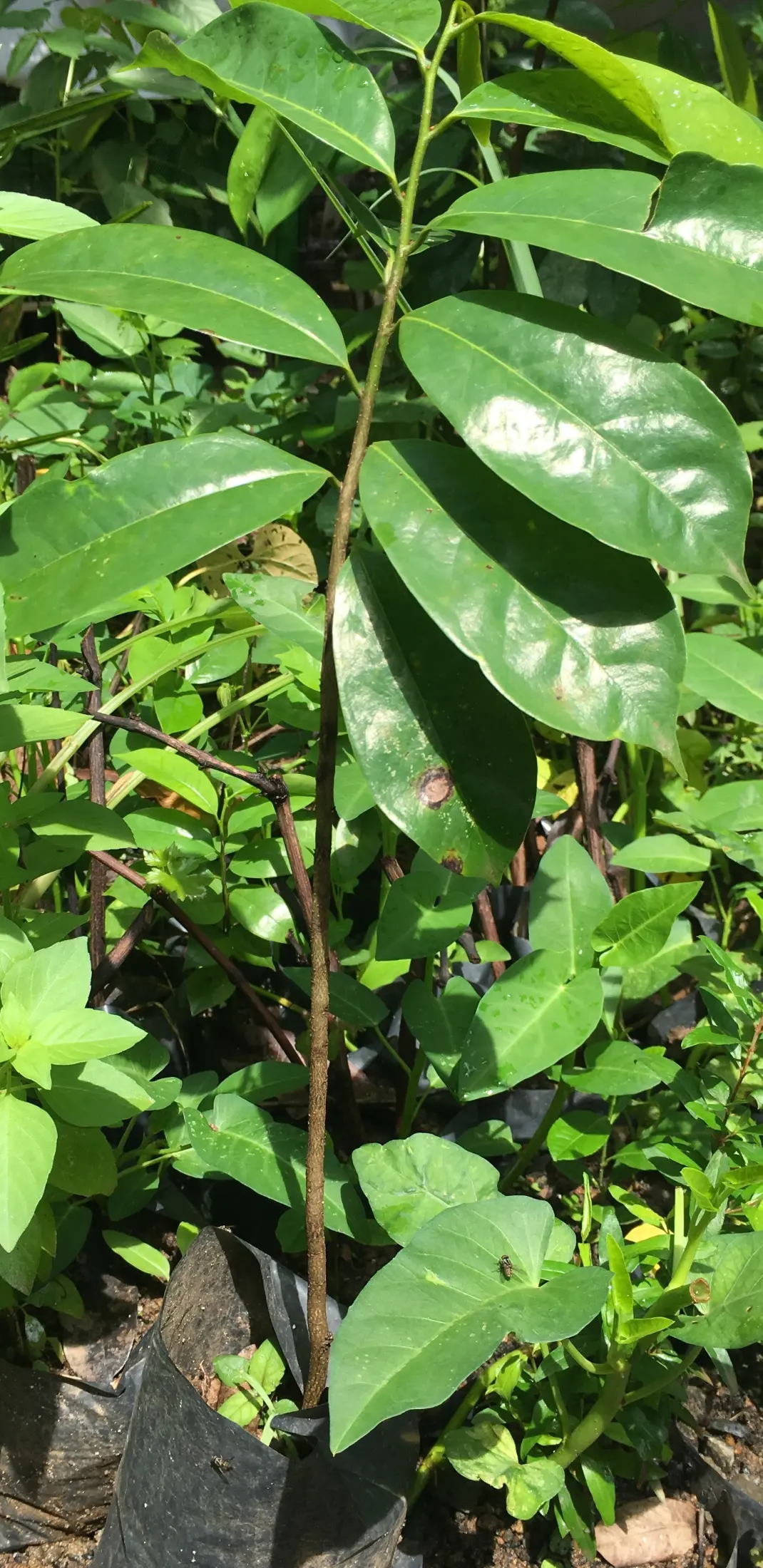 Guyabano Seedling Plant Lazada Ph Guyabano Seedling Plant Lazada Ph